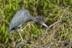 Little Blue Heron, Egretta caerulea