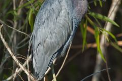 Little Blue Heron, Egretta caerulea