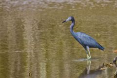 Little Blue Heron, Egretta caerulea