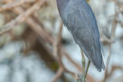Little Blue Heron, Egretta caerulea