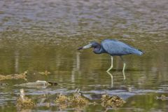 Little Blue Heron, Egretta caerulea