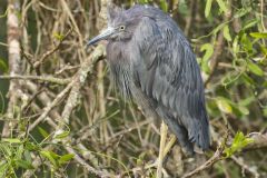 Little Blue Heron, Egretta caerulea