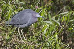 Little Blue Heron, Egretta caerulea