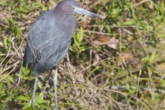 Little Blue Heron, Egretta caerulea