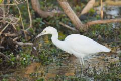 Little Blue Heron, Egretta caerulea