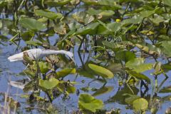 Little Blue Heron, Egretta caerulea