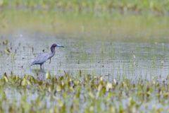 Little Blue Heron, Egretta caerulea