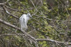 Little Blue Heron, Egretta caerulea