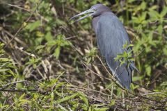 Little Blue Heron, Egretta caerulea