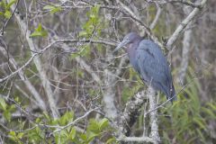 Little Blue Heron, Egretta caerulea