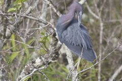 Little Blue Heron, Egretta caerulea