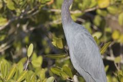 Little Blue Heron, Egretta caerulea on a tree limb