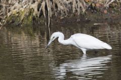 Little Blue Heron, Egretta caerulea