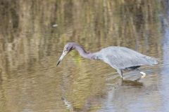 Little Blue Heron, Egretta caerulea