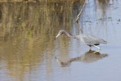 Little Blue Heron, Egretta caerulea