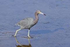 Little Blue Heron, Egretta caerulea