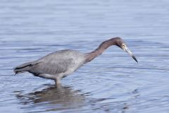 Little Blue Heron, Egretta caerulea