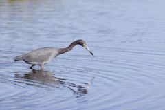 Little Blue Heron, Egretta caerulea