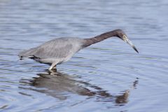 Little Blue Heron, Egretta caerulea