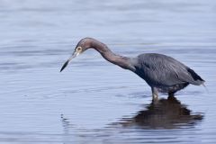 Little Blue Heron, Egretta caerulea