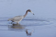 Little Blue Heron, Egretta caerulea