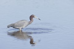 Little Blue Heron, Egretta caerulea