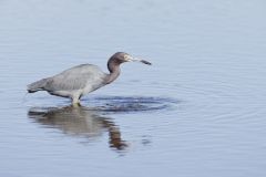 Little Blue Heron, Egretta caerulea