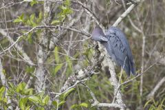 Little Blue Heron, Egretta caerulea