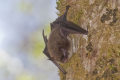 Little Brown Bat, Myotis lucifugus