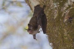 Little Brown Bat, Myotis lucifugus
