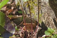 Little Brown Jugs, Hexastylis arifolia