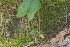 Little Brown Jugs, Hexastylis arifolia