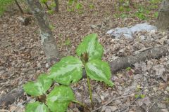 Little Sweet Betsy, Trillium cuneatum