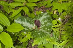 Little Sweet Betsy, Trillium cuneatum