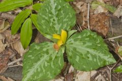 Little Sweet Betsy, Trillium cuneatum