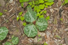 Little Sweet Betsy, Trillium cuneatum