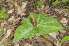 Little Sweet Betsy, Trillium cuneatum