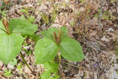 Little Sweet Betsy, Trillium cuneatum