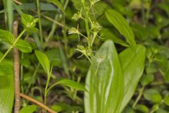 Loesel's Twayblade, Liparis loeselii