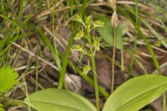 Loesel's Twayblade, Liparis loeselii