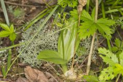 Loesel's Twayblade, Liparis loeselii