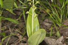 Loesel's Twayblade, Liparis loeselii