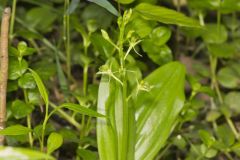 Loesel's Twayblade, Liparis loeselii