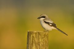 Loggerhead Shrike, Lanius ludovicianus