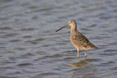 Long-billed Dowitcher, Limnodromus scolopaceus