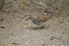 Long-billed Thrasher, Toxostoma longirostre