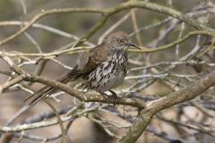 Long-billed Thrasher, Toxostoma longirostre