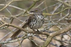 Long-billed Thrasher, Toxostoma longirostre