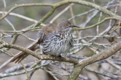 Long-billed Thrasher, Toxostoma longirostre