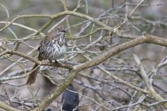 Long-billed Thrasher, Toxostoma longirostre